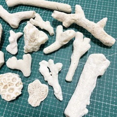 ② 珊瑚 サンゴの画像