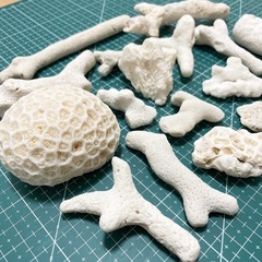 ② 珊瑚 サンゴの画像