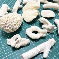 ③ 珊瑚 サンゴの画像
