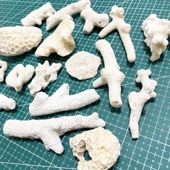 ③ 珊瑚 サンゴの画像