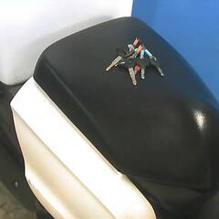 YAMAHA ギア-4 白 エンジン始動動画 自賠保険で乗れます 半額配送キャンペーン 期間限定価格 現状渡し諸経費￥0- 横浜 P-Yardの画像