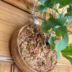 観葉植物　アスプレニウム　ブルースター　木製壁掛鉢の画像