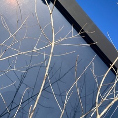 天然樹形 アオダモ  - 白斑点模様の美しい株立ちの画像