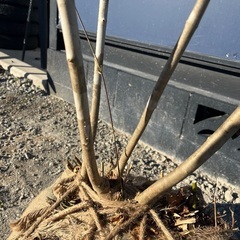 天然樹形 アオダモ  - 白斑点模様の美しい株立ちの画像