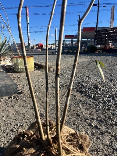 販売 天然樹形 アオダモ - 白斑点模様の美しい株立ち