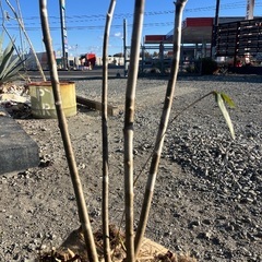 天然樹形 アオダモ  - 白斑点模様の美しい株立ちの画像