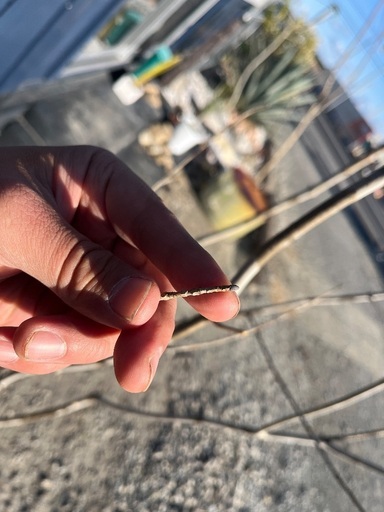 天然樹形 アオダモ - 白斑点模様の美しい株立ち (TREE PEY) いわきの