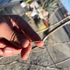 天然樹形 アオダモ  - 白斑点模様の美しい株立ちの画像