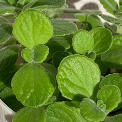 アロマティカス　1鉢500円の画像