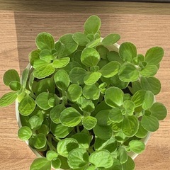 アロマティカス　1鉢500円の画像