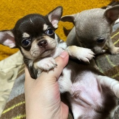 スムースチワワ  レアカラー   兄弟