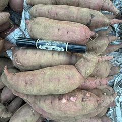 【紅はるか】さつまいも（土付き）1kg (約2〜3本)300円🍠の画像