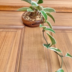 観葉植物　ホヤカルノーサと木製壁掛鉢の画像