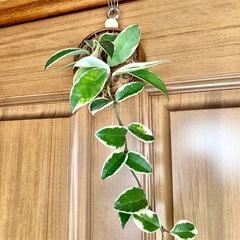 観葉植物　ホヤカルノーサと木製壁掛鉢の画像