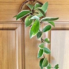観葉植物　ホヤカルノーサと木製壁掛鉢の画像