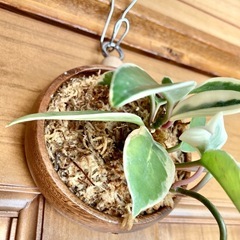観葉植物　ホヤカルノーサと木製壁掛鉢の画像