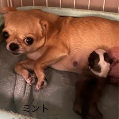 チワワスムースの女の子