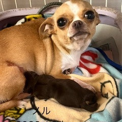 チワワスムースの女の子