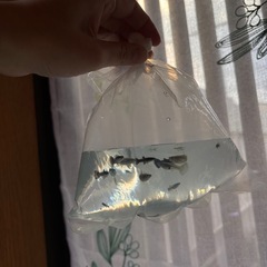 12/8まで❕グッピー赤ちゃん【フルブラック✖︎コブラ】の画像