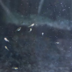 12/8まで❕グッピー赤ちゃん【フルブラック✖︎コブラ】の画像