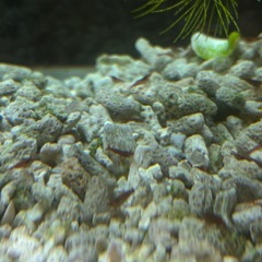 12/8まで❕グッピー赤ちゃん【フルブラック✖︎コブラ】の画像