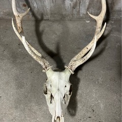 鹿の角　全部セット　再投稿の画像