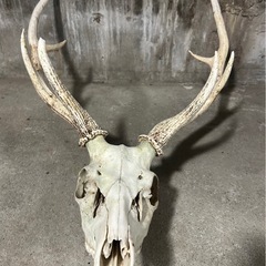 鹿の角　全部セット　再投稿の画像