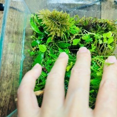 コケテラリウムの画像