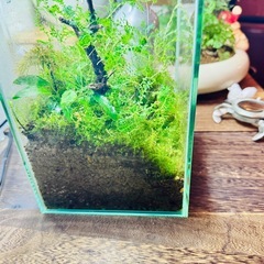 コケテラリウムの画像