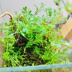 コケテラリウムの画像