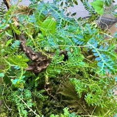コケテラリウムの画像