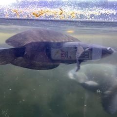 イエロートーマン　ショートボディータイプ！