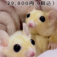 🍑モモンガ🍑リューシ　29,800円（税込）