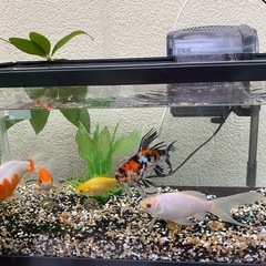 ジェックス　ガラス水槽　ガラスふた付きの画像