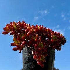 サボテン・多肉植物の生産　出荷業務等の画像
