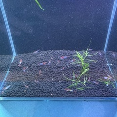 レッドルリーシュリンプ選外20匹+数匹の画像