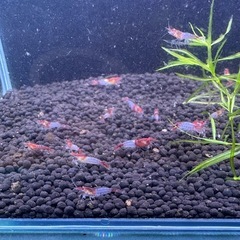 レッドルリーシュリンプ選外20匹+数匹の画像