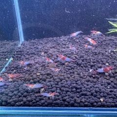 レッドルリーシュリンプ選外20匹+数匹の画像