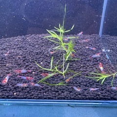 レッドルリーシュリンプ選外20匹+数匹の画像