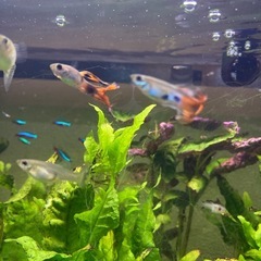 グッピーの赤ちゃんの画像