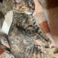 キジトラ（ムギワラ）子猫里親募集