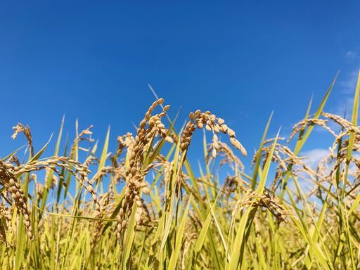  西蒲区産玄米30kg農薬・無化学肥料令和７年産】40年続く自然農法米！健康を願う農家の自信作