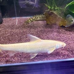 アルビノコレイウスの画像