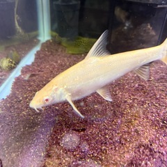 アルビノコレイウスの画像