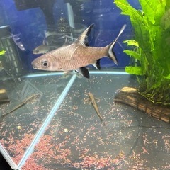 シルバーシャーク2匹の画像