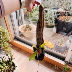 ビカクシダ 流木活着の画像