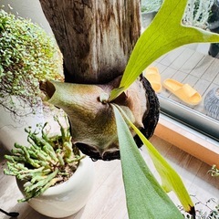 ビカクシダ 流木活着の画像