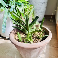 ガステリア ドラゴンスキン 多肉の画像