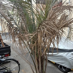 お買い得送料込みココスヤシの画像