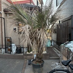 お買い得送料込みココスヤシの画像